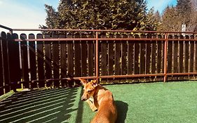 Willa Karolinka Stroza - Pet Friendly